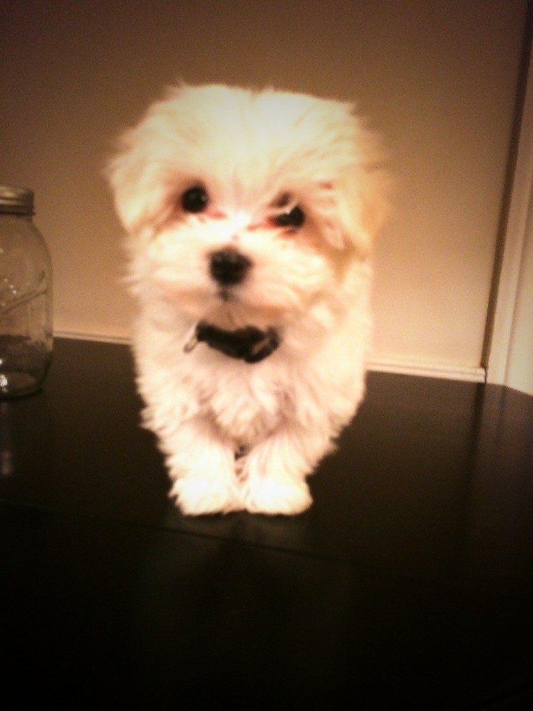 Buddha the Maltipoo